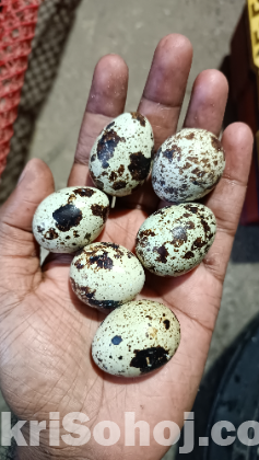 কোয়েল পাখির ডিম