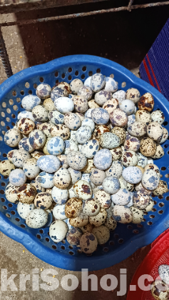 কোয়েল পাখির ডিম