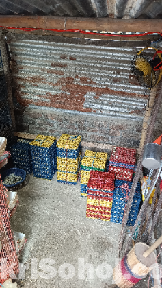 কোয়েল পাখির ডিম