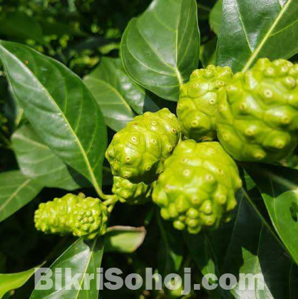 মহৌষধি ননি ফল