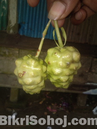 মহৌষধি ননি ফল