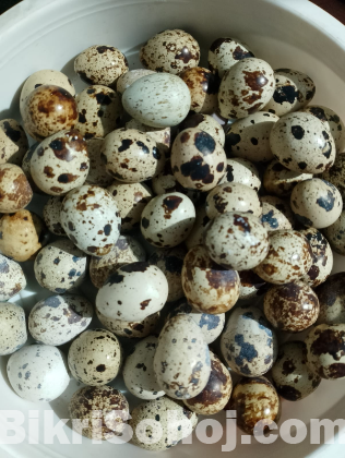 কোয়েল পাখির ডিম