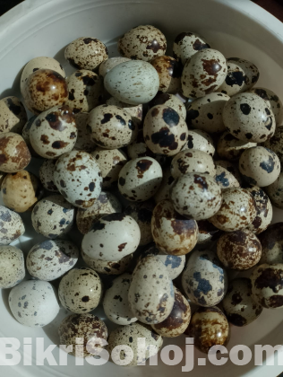 কোয়েল পাখির ডিম