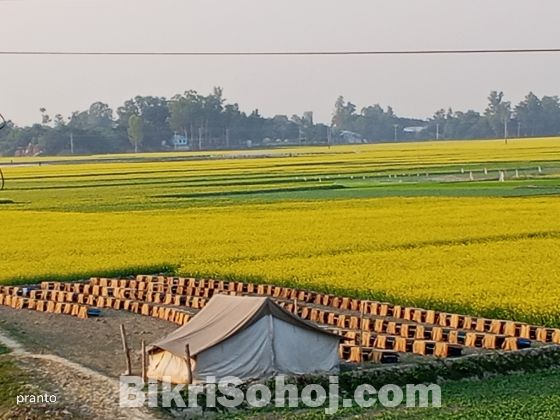 সরিষা ফুলের মধু