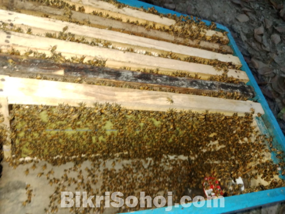 সরিষা ফুলের মধু