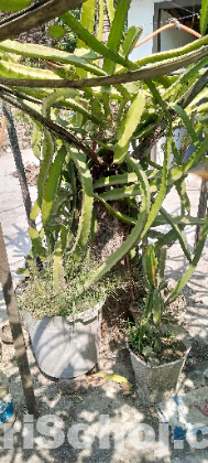 সাদা ও লাল ড্রাগন ফল গাছ