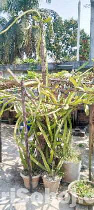 সাদা ও লাল ড্রাগন ফল গাছ