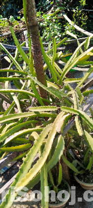 সাদা ও লাল ড্রাগন ফল গাছ