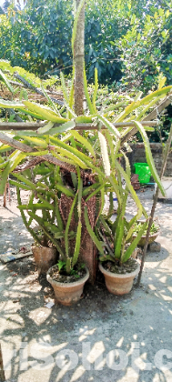 সাদা ও লাল ড্রাগন ফল গাছ