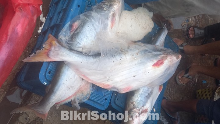 চট্টগ্রাম ফিশারিঘাট-টাটকা সামুদ্রিক মাছ (বিগ সাইজ)