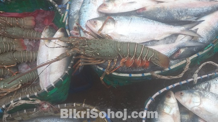 চট্টগ্রাম ফিশারিঘাট-টাটকা সামুদ্রিক মাছ (বিগ সাইজ)