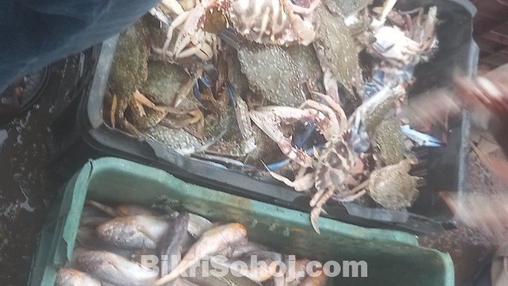 চট্টগ্রাম ফিশারিঘাট-টাটকা সামুদ্রিক মাছ (বিগ সাইজ)