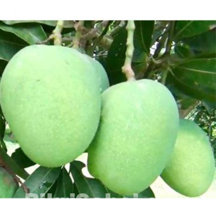 Rajshahi Mango