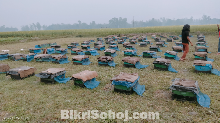 100% খাঁটি মধু, সরিষার ফুল থেকে সংগ্রহ