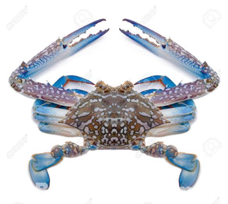 Crabs(কাকড়াঁ)