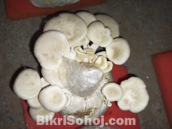 তাজা মাশরুম - Fresh Mushroom