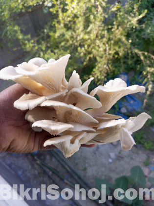 তাজা মাশরুম - Fresh Mushroom