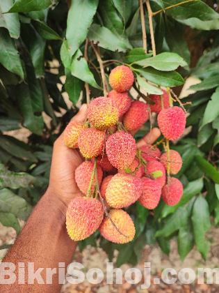 লিচু