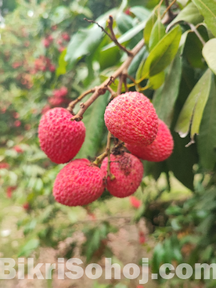 লিচু