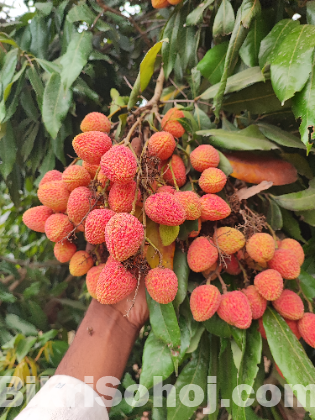 লিচু