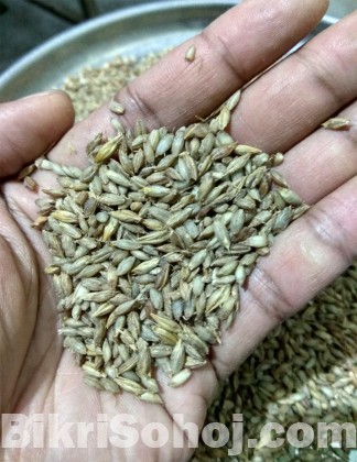 Barley (যব) ও তালবিনা (যবের ছাতু)