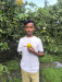 হিমসাগর আম  ১০০ টাকায় সরাসরি বাগান থেকে কিনুন