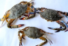 Crabs(কাকড়াঁ)