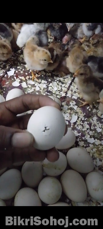 অরিজিনাল পিউর দেশি বাচ্চা