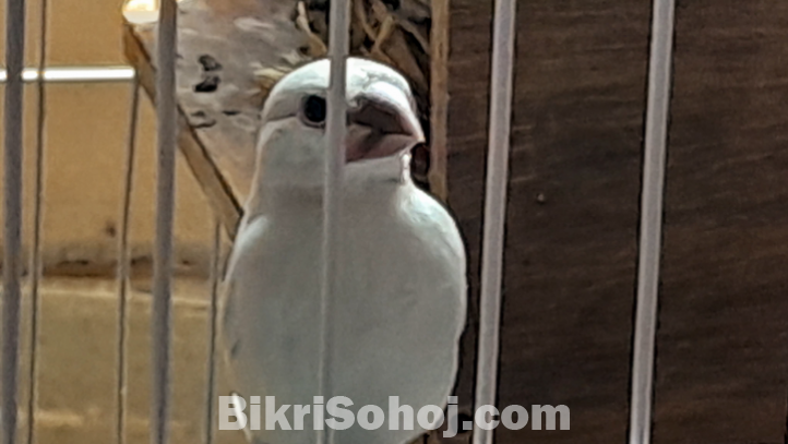 Java Rice Finch Pet Baby Java finch/sparrow ( cute babies (8) for sale ) for Sale in Chattogram ...