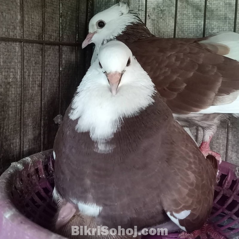 pigeon