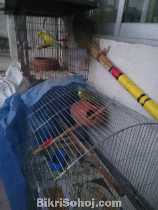 Love bird bazigor