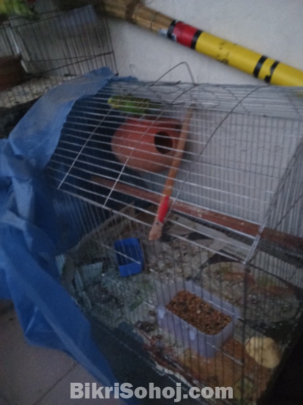 Love bird bazigor