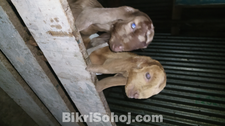 তোতা পুরি দুইটি বাচ্চা সহো ছাগল বিক্রি করবো