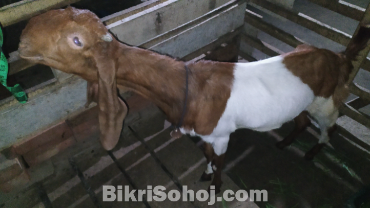 তোতা পুরি দুইটি বাচ্চা সহো ছাগল বিক্রি করবো
