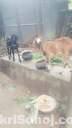 বকরি বিক্রি হবে