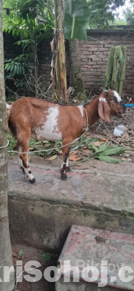 বকরি বিক্রি হবে