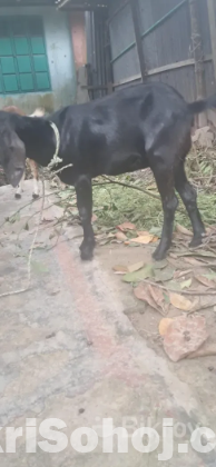 বকরি বিক্রি হবে