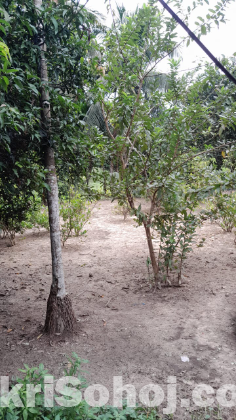 বাড়ি সহ জায়গা বিক্রি