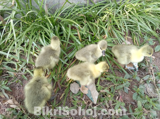 রাজহাঁসের বাচ্চা