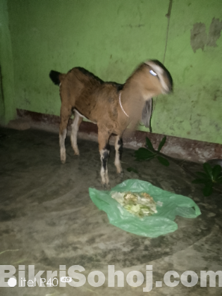 ছাগল