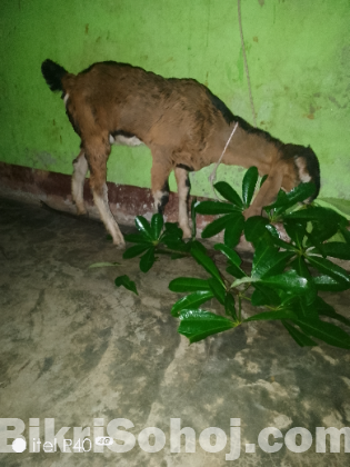 ছাগল